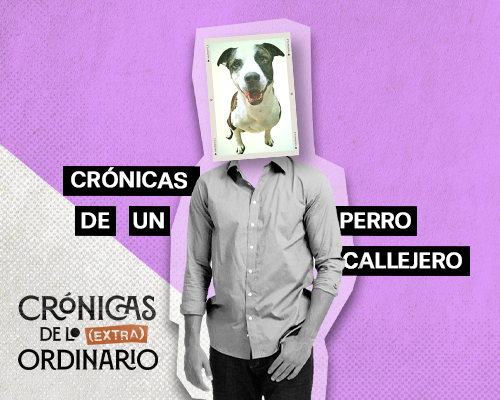 Crónicas de un perro callejero